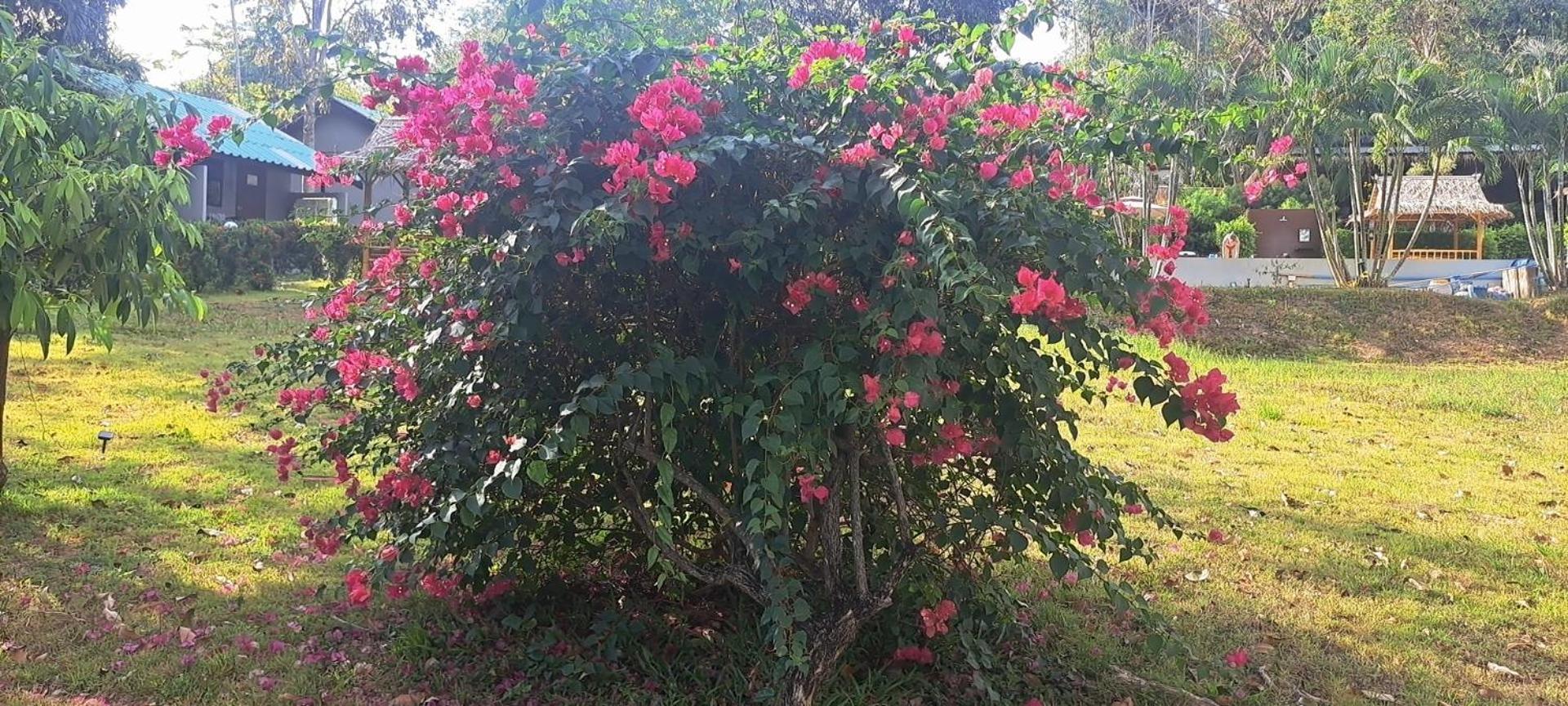 Siam Flora Resort Ko Lanta Cameră foto